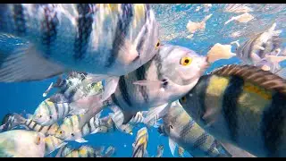 Dahab/ Fish