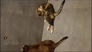 🐈‍⬛🐾 