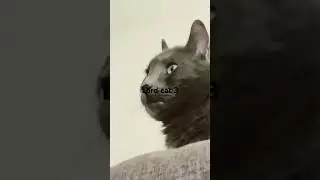 Lord cat 3￼