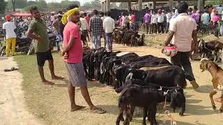 Durga Puja Me Bakra Marketing //Phulwartand Mangar Hatia// Baghmara Dhanbad Market