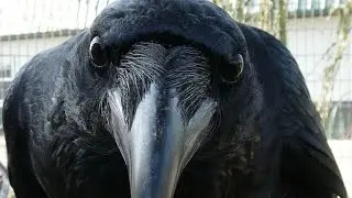 музыка из лобби вороны убийцы |  music lobby crow killer