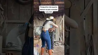 Porquinho dando trabalho #piadadodia #shortsyoutube