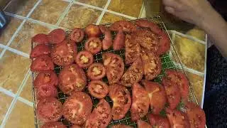 Помидоры в дегидраторе.