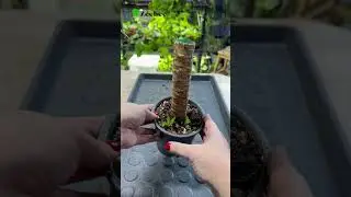 Укоренение Юкки