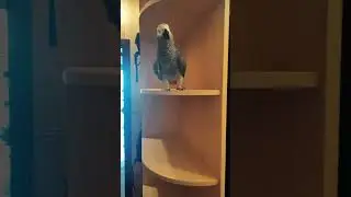 ✅ Ух ты какая, А! 🤣 Любимое место у Петруни  🐣 ЖАКО ПЕТРУНЯ 🐦FUNNY PARROT ZHAKO PETRUNYA 🔥  #shorts