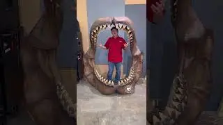 Megalodon: Largest Macropredatory Shark Yet Known