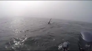 Close Orca Encounter at Langara Island