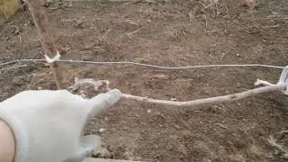 Vynuogių genėjimas 3 dalis (vynuogės Lietuvoje)