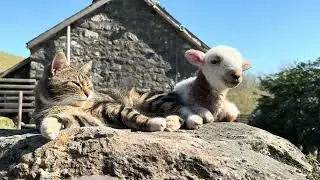 Little Lamb Chilling With Cat