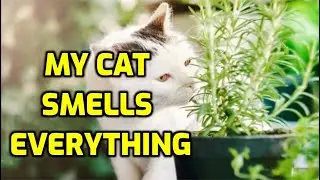 Why Is My Cat Sniffing Everything?