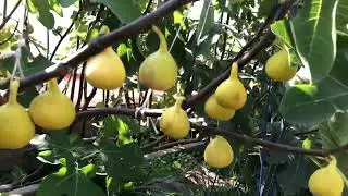 Сорт інжиру Даф(Орфан)