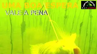 Pesca Sub - A RECOMPENSA | FAMA SUB |#pescasub #rioparaná #fishing