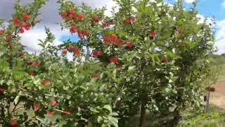 The Apple Orchard Video Processed Through Neural Network Based on YOLO v8 XL