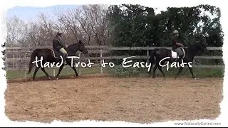 Gaited Horse Transformation: Hard Trot to an Easy Smooth Gait #gaitedhorse