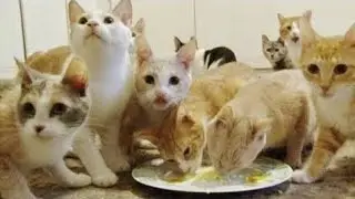 Моя ужасная история. Сумасшедшая кошатница