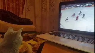 Кошка смотрит хоккей