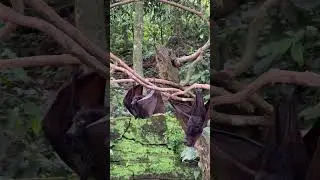 Flying fox 🦇 Javanese kalong 🐺