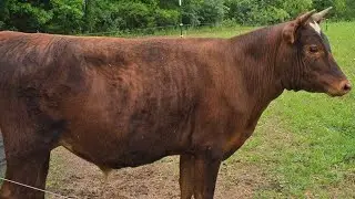 mad cow??