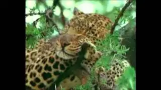 Leoparlar Türkçe Belgesel Bölüm 2 / leopar avı devam ediyor