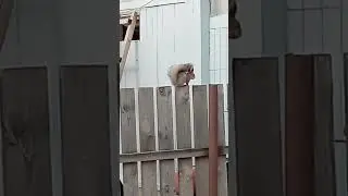 Показ беличьего меха.