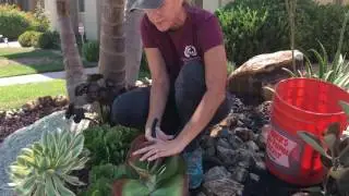 My Succulent Front Yard