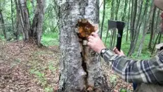 Finding, preparing and using chaga for fire