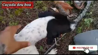 caçada de perdiz, Perdigão, caçada rápida deu bom de mais.