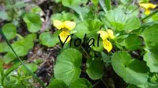 How to Pronounce Violal?