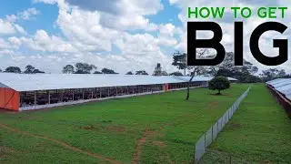 TOP SECRETS on How to Be Successful and Make it BIG In Poultry Farming!