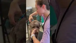 It's time for a summer cut! #lagottoromagnolo