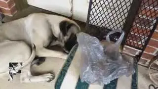 собаки Dogs