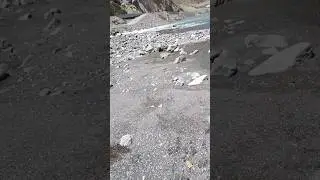 Форель в горной реке