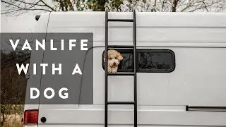 Traveling Full-Time with a Dog // VAN LIFE