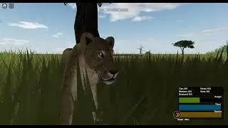 lioness