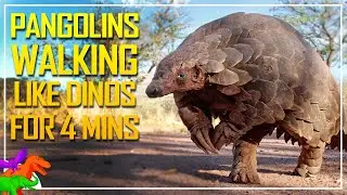 Pangolins Walking Like Dinosaurs For 4 Minutes