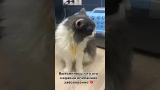 Поддержать Плисецкую можно любым удобным способом по ссылке в шапке канала🙏🏻