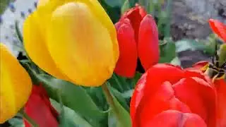 ВЕСЕННИЕ ХЛОПОТЫ.ЧЕСНОК  ТОМАТЫ ЦВЕТЫ
