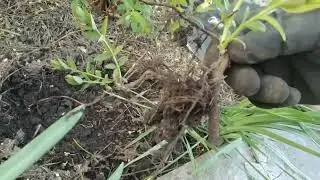 Один из способов размножения жимолости 11:04:2024г.
