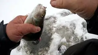 Дразнилка для тех кто небыл на рыбалке сегодня....