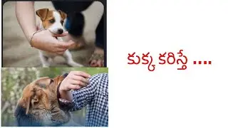 కుక్క కరిస్తే ఏమి చెయ్యాలి/ఏమి తినాలి/dog bite/rabies vaccine/first aid/immunoglobulin in telugu