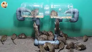 The 10 most effective mouse traps on the planet/Mouse playing in the house/Rat trap
