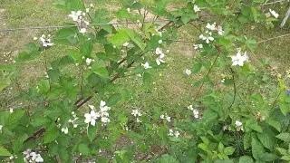 Ежевика, сорт 