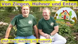Hof-Tier-Garten: Unser Garten im August 2023 - Von Hühnern, Ziegen, Enten und Schildkröten 🐔🐐🐢
