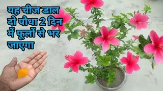 केवल इस तरीके से नर्सरी वाले,गुड़हल के पौधों पर 2 दिन में फूल खिला देते हैं