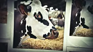 Oreillette - LA TCHOUCRAV'