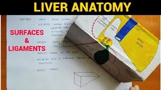 Liver Anatomy (1/4) | Surfaces & Ligaments of Liver | EOMS