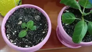 Мои домашние цветы.
