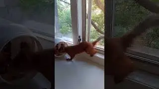 У Стёпы кошачий хвост