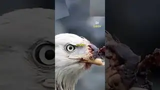 The eagle breaks its beak to be reborn. Myth or reality?