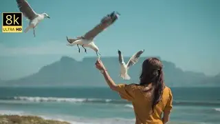 8k videos collection of wildlife animals  8k video ultra hd